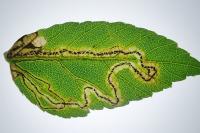 Stigmella