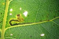 Stigmella trimaculella