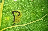 Stigmella trimaculella
