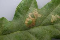 Phyllonorycter