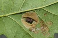 Phyllonorycter