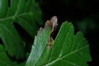 Phyllonorycter oxyacanthae