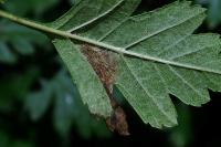Phyllonorycter oxyacanthae