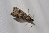 Nomophila noctuella