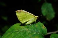 Opisthograptis luteolata