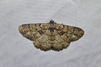 Peribatodes ilicaria