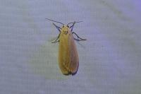 Wittia sororcula