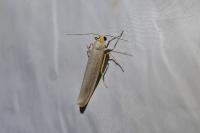 Eilema caniola