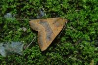 Atethmia centrago
