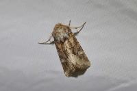 Luperina dumerilii