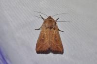 Mythimna albipuncta