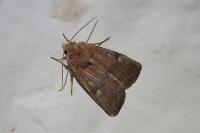 Xestia xanthographa