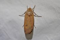 Noctua pronuba