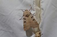 Eugnorisma glareosa