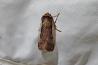 Ochropleura plecta