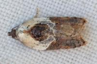 Acleris variegana