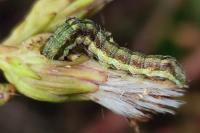 Helicoverpa armigera