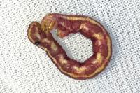 Eupithecia centaureata