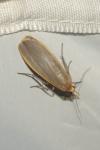 Katha depressa