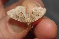 Thera obeliscata