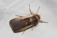 Ochropleura leucogaster