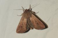 Mythimna albipuncta
