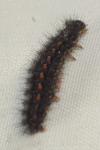 Manulea complana