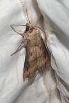 Agrotis ipsilon