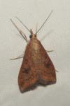 Udea ferrugalis