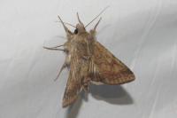 Helicoverpa armigera