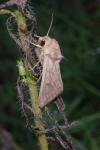 Mythimna vitellina