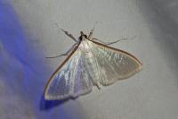 Palpita vitrealis