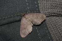 Operophtera brumata