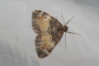 Dysstroma truncata