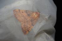 Colotois pennaria