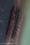 Manulea complana
