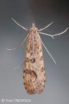 Nomophila noctuella