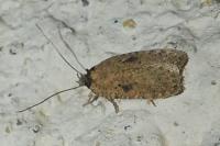 Agonopterix subpropinquella