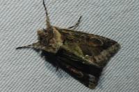 Allophyes oxyacanthae