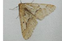Erannis defoliaria