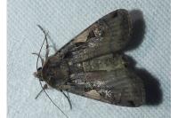 Xestia c-nigrum
