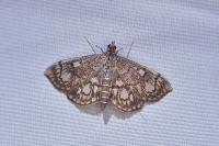Anania stachydalis