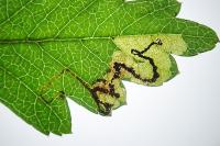 Stigmella