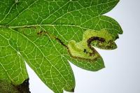 Stigmella