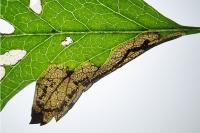 Stigmella regiella