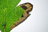 Stigmella regiella
