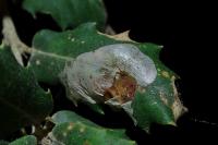 Acrocercops brongniardella
