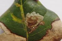Phyllonorycter belotella