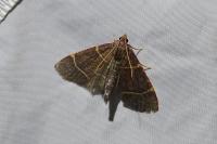 Hypsopygia glaucinalis