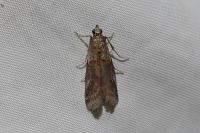 Acrobasis bithynella